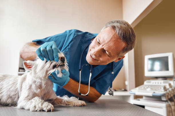Best 24-Hour Emergency Dental Care in Fish Hawk, FL